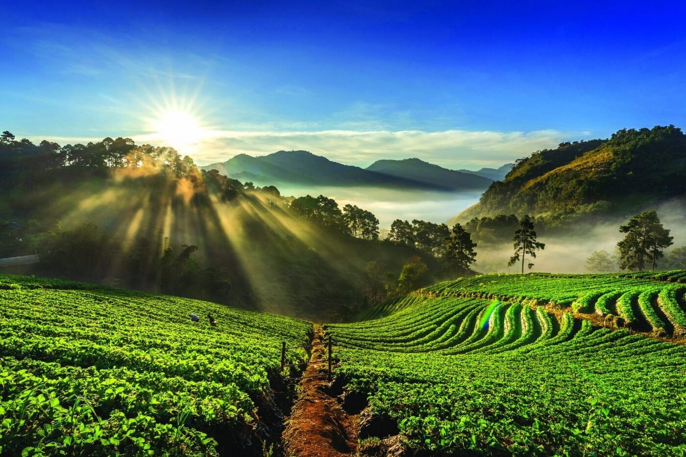 Coffee plantations in Coorg, a chauffeur cab destination from Bangalore
