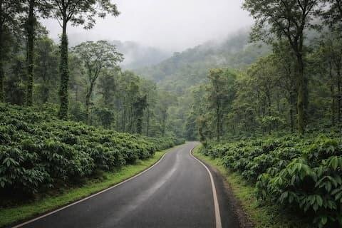 Coffee estate road in Coorg mist, reached by chauffeur cab from Bangalore