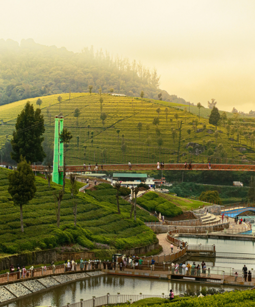 Ooty tea estate country on the Urbania route